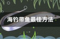 海钓带鱼最佳方法