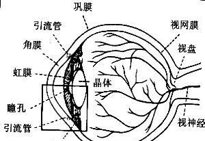 人死亡时为什么瞳孔会放大(瞳孔放大是否意味死亡)