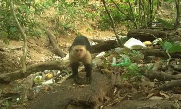 巴拿马猴进入石器时代会成人类吗