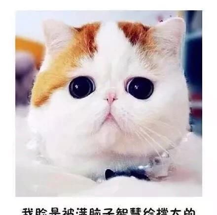 猫和猫之间有爱情吗