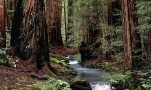 地球上哪些真实存在可怕的的神秘生物